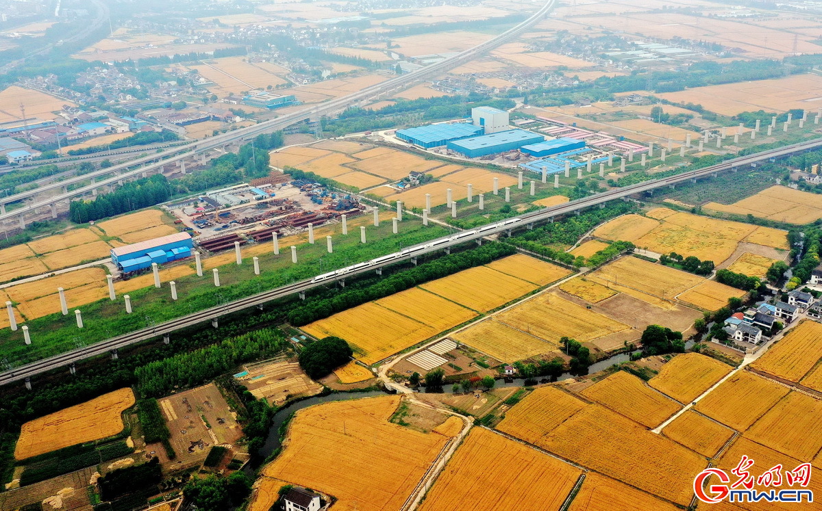 【顆粒歸倉(cāng)】組圖丨喜看麥田千層浪 又到夏糧好“豐景”